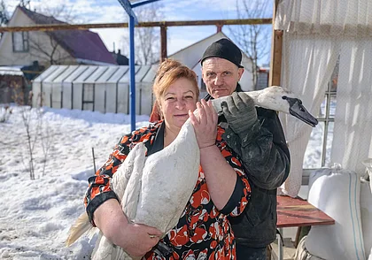 «Кто на этот раз – крокодил?!» Как на подворье бобруйчан живут пять лебедей