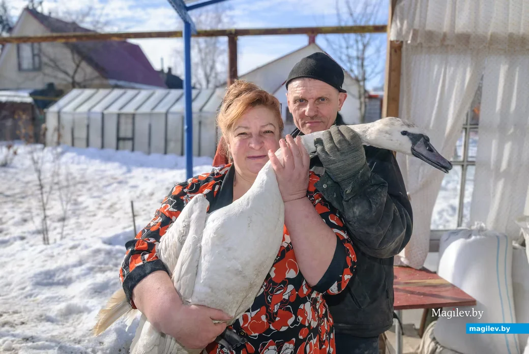 02.03.2026. Бобруйск. На подворье у супругов  Любови и Алексея Шушляниковых живут лебеди.