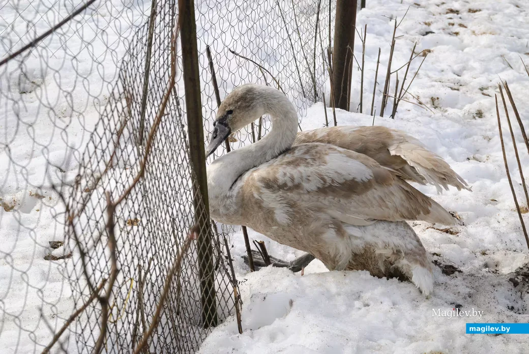02.03.2026. Бобруйск. На подворье у супругов  Любови и Алексея Шушляниковых живут лебеди.