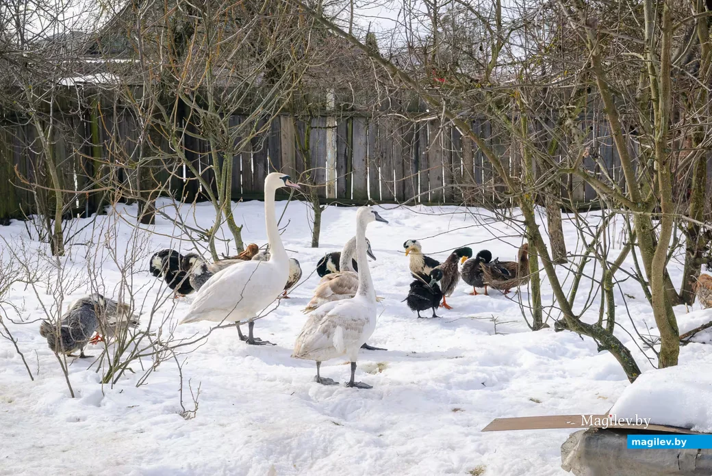02.03.2026. Бобруйск. На подворье у супругов  Любови и Алексея Шушляниковых живут лебеди.