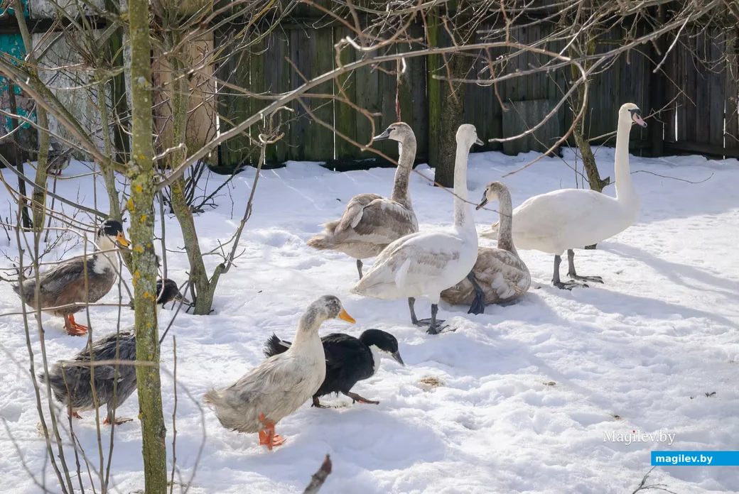 02.03.2026. Бобруйск. На подворье у супругов  Любови и Алексея Шушляниковых живут лебеди.