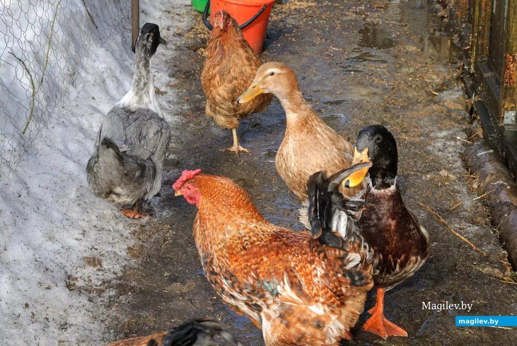 02.03.2026. Бобруйск. На подворье у супругов  Любови и Алексея Шушляниковых.