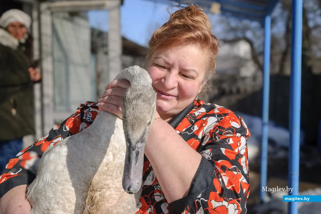 02.03.2026. Бобруйск. На подворье у супругов  Любови и Алексея Шушляниковых живут лебеди.