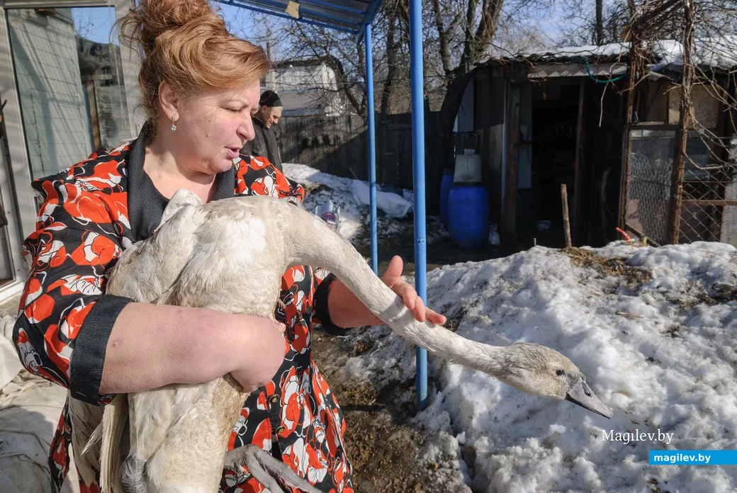 02.03.2026. Бобруйск. На подворье у супругов  Любови и Алексея Шушляниковых живут лебеди.