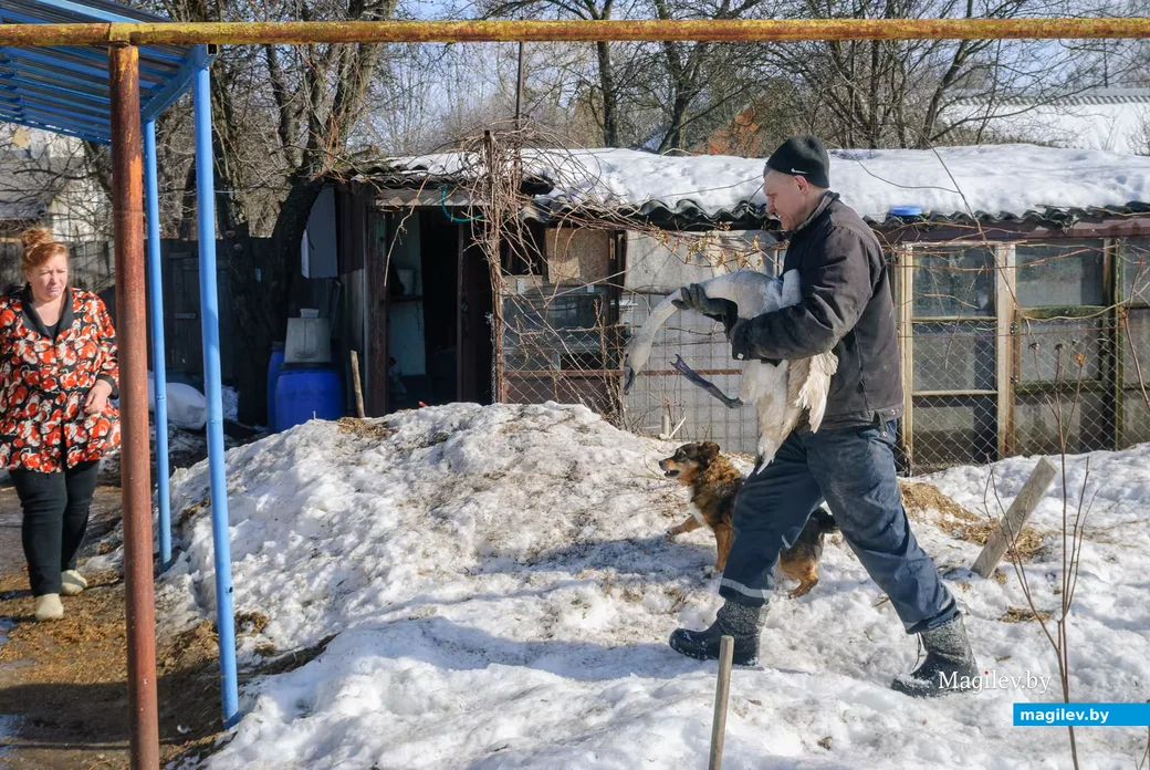 02.03.2026. Бобруйск. На подворье у супругов  Любови и Алексея Шушляниковых живут лебеди.