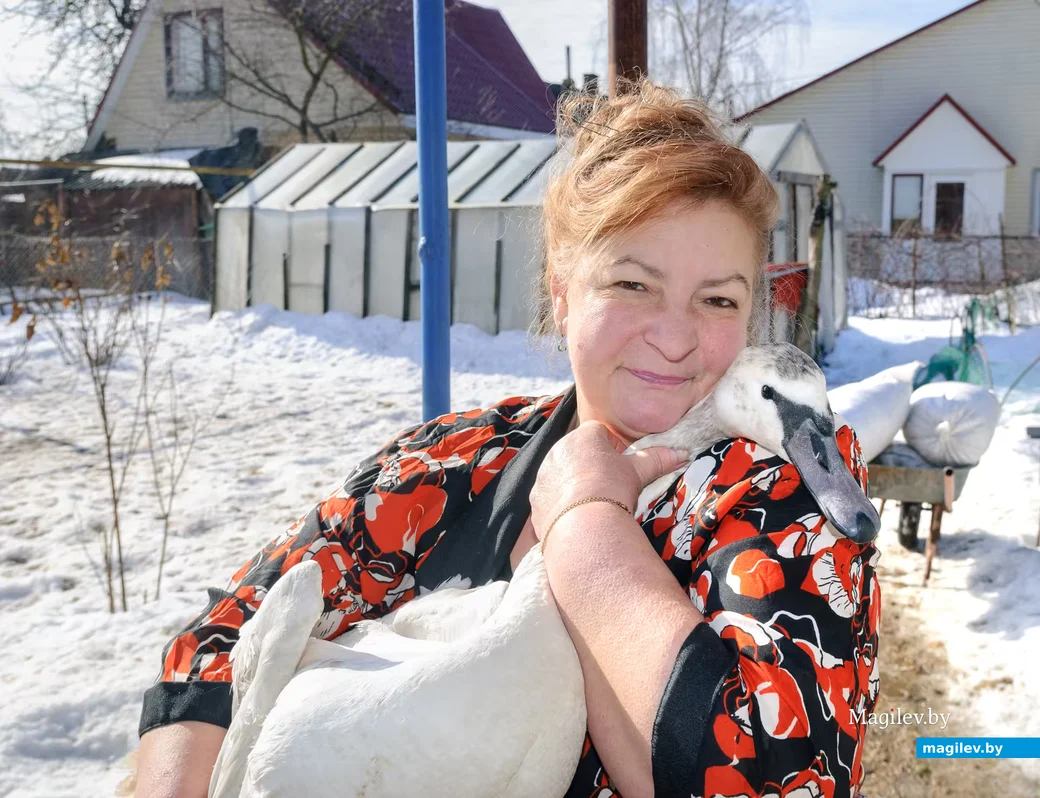 02.03.2026. Бобруйск. На подворье у супругов  Любови и Алексея Шушляниковых живут лебеди.