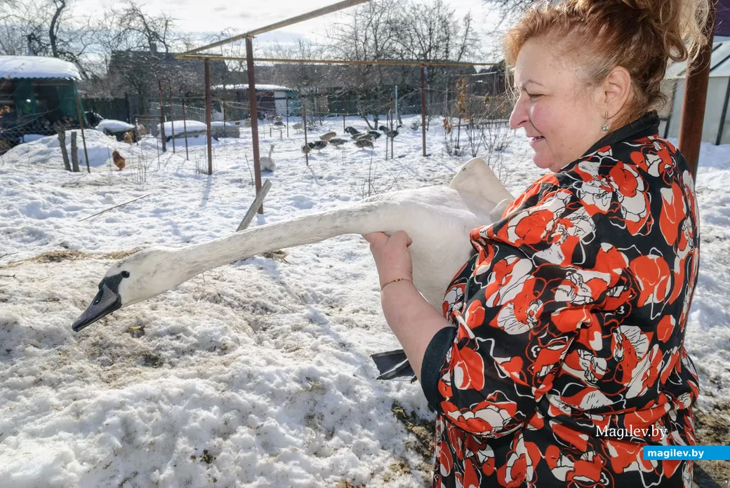 02.03.2026. Бобруйск. На подворье у супругов  Любови и Алексея Шушляниковых живут лебеди.