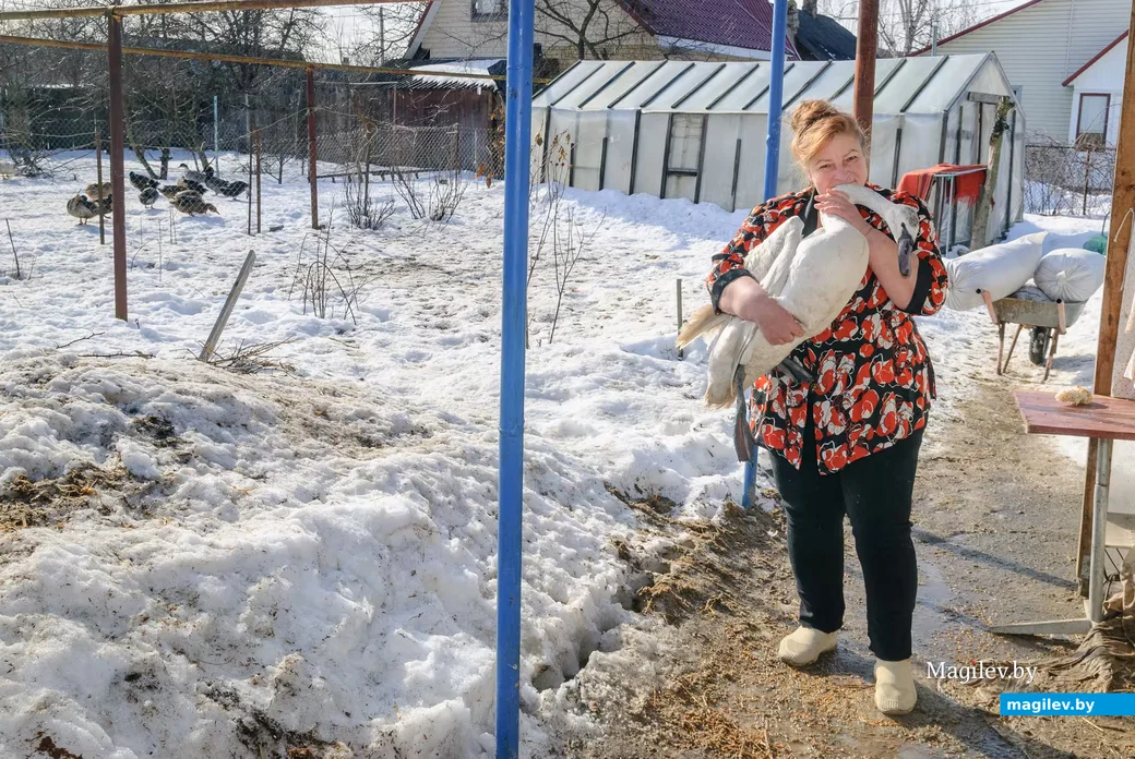 02.03.2026. Бобруйск. На подворье у супругов  Любови и Алексея Шушляниковых живут лебеди.