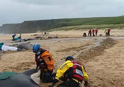 55 черных дельфинов выбросились на берег в Шотландии из-за тяжелых родов самки