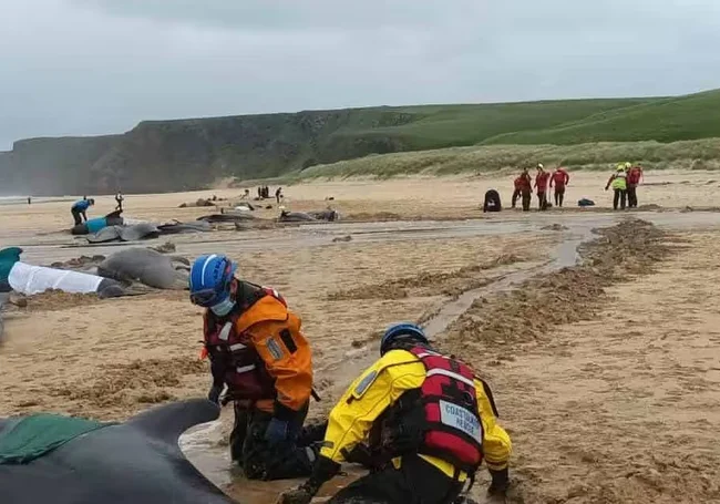 55 черных дельфинов выбросились на берег в Шотландии из-за тяжелых родов самки
