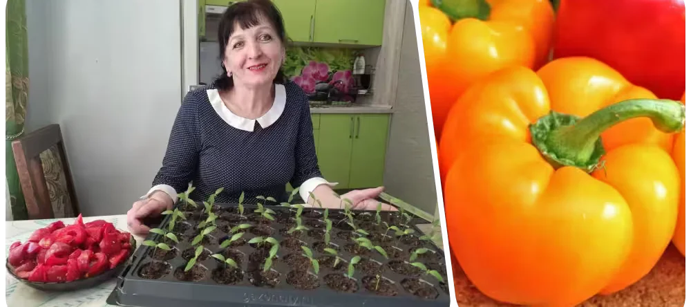 «Я просто обожаю гогошары» Опытная дачница из Бобруйска – о выращивании любимого перца