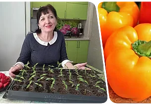 «Я просто обожаю гогошары»  Опытная дачница из Бобруйска – о выращивании любимого перца