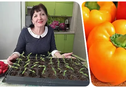 «Я просто обожаю гогошары»  Опытная дачница из Бобруйска – о выращивании любимого перца