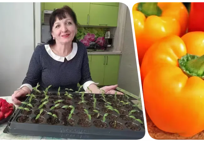 «Я просто обожаю гогошары»  Опытная дачница из Бобруйска – о выращивании любимого перца