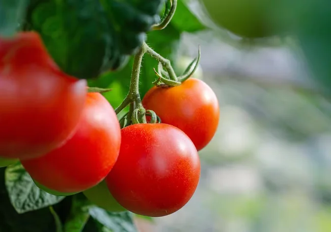 Когда лучше всего посеять семена томатов на рассаду, чтобы получить обильный урожай: узнали