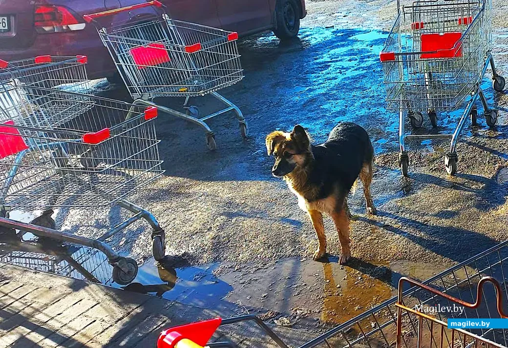  11.03.2026, Могилев, микрорайон Казимировка.   