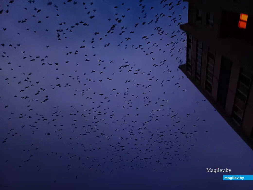   ... И могилевское небо в придачу.