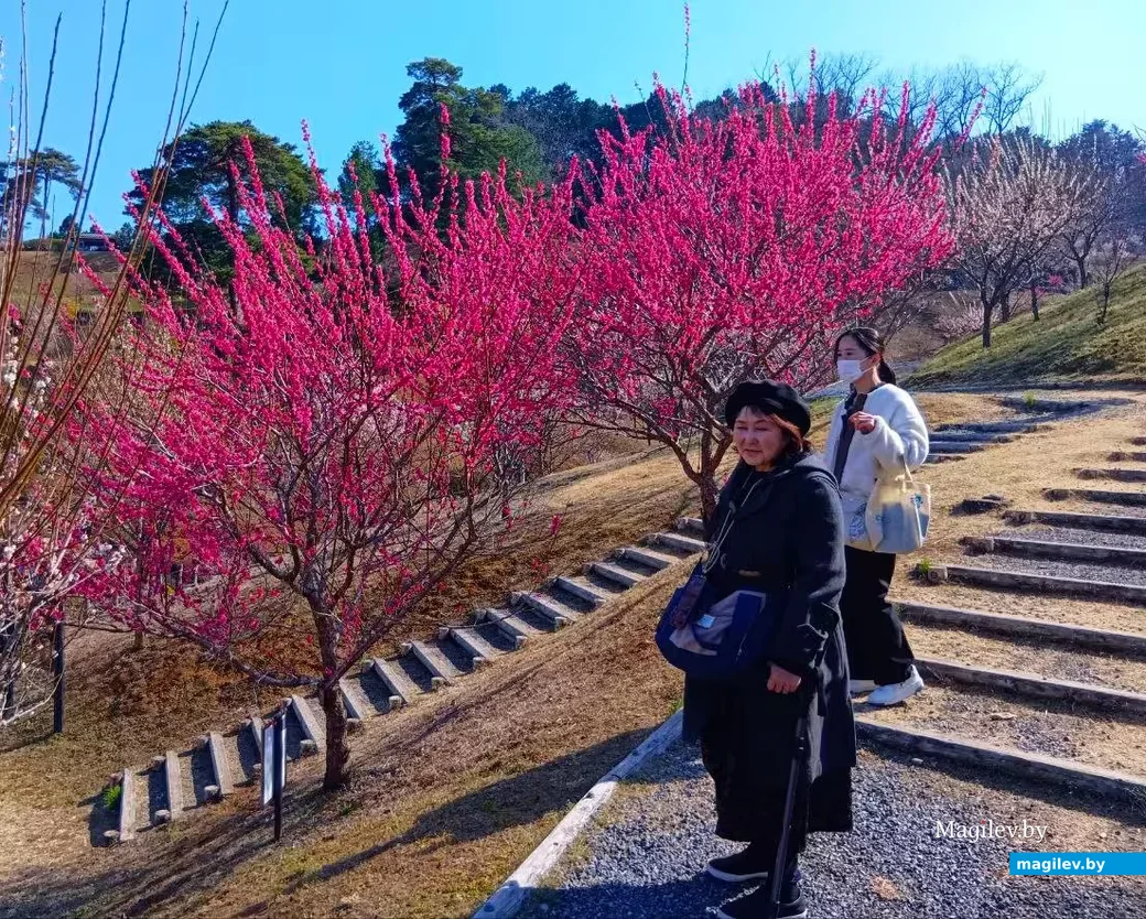 Март 2026 года, Япония, пригород Токио.