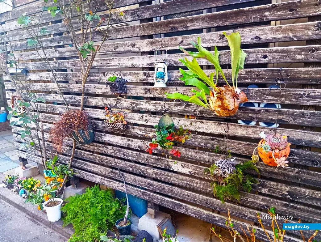 Март 2026 года, Япония, пригород Токио.