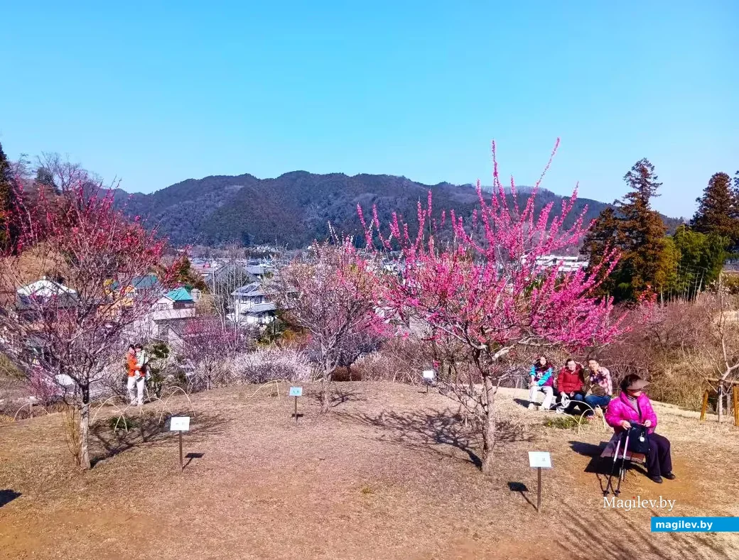 Март 2026 года, Япония, пригород Токио.