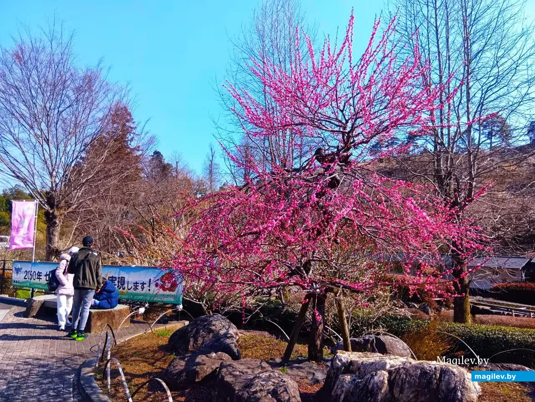 Март 2026 года, Япония, пригород Токио.