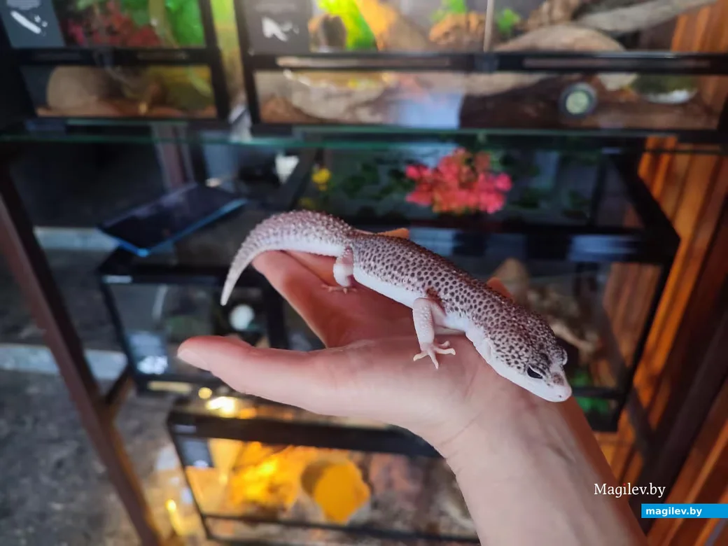  Март 2026 г. Могилев, рестобор «Амазонка»