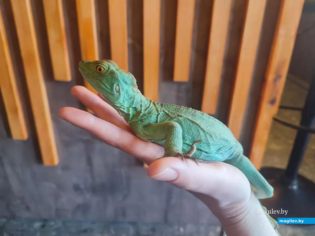  Март 2026 г. Могилев, рестобор «Амазонка»