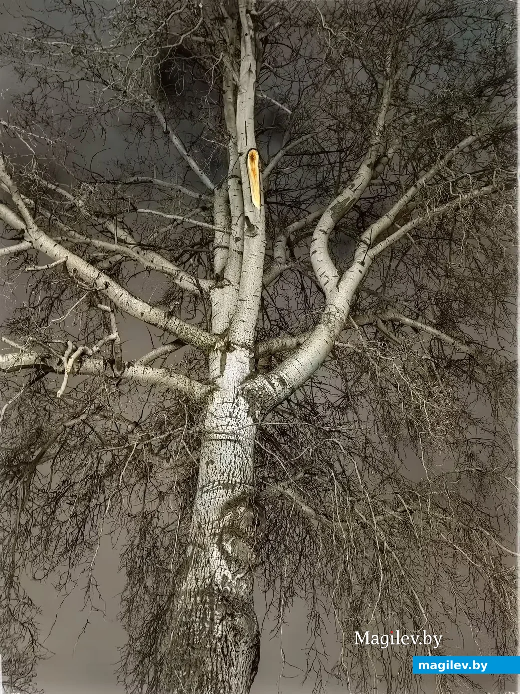  Маленькая трагедия большого тополя (у кафе «Березка»). Фото Эндрикаса Юшки. Дерево Васи Мака.