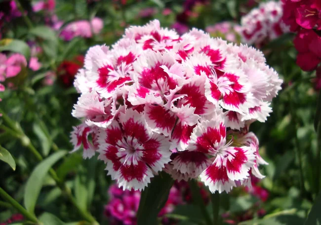 Какие однолетники нужно посеять на рассаду в марте и когда их можно высаживать на клумбу