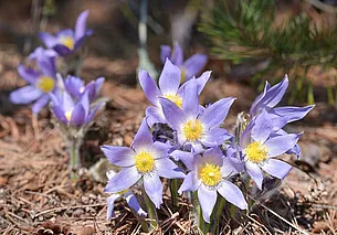 Сухо, южный ветер и до 17 градусов тепла: погода в Могилеве 25 марта