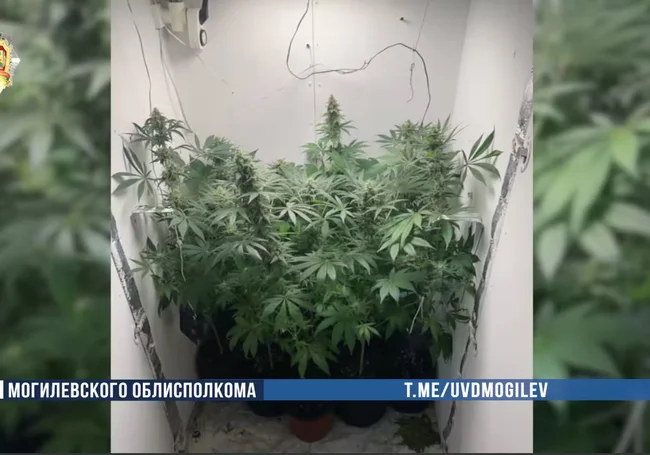 Могилевчанин заработал уголовное дело за «ботаническое хобби»