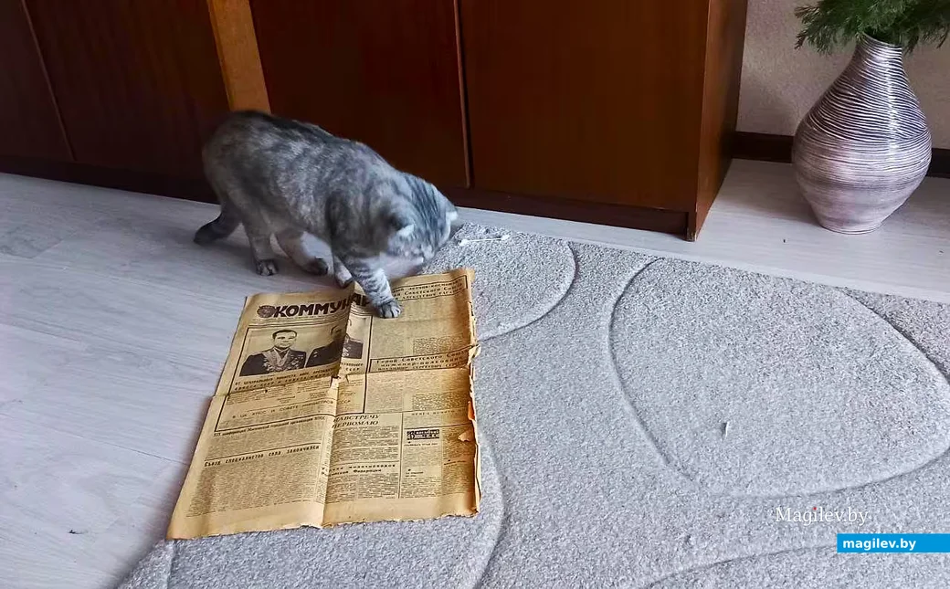  2026-й год, Могилев. Мой любимый кот Масик тут же по-своему среагировал на раритетную газетку.