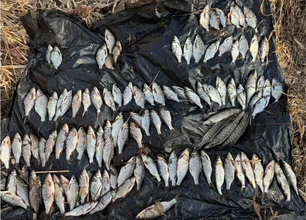 При мужчине обнаружили сеть, в которой было 108 особей различной рыбы.