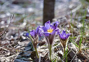 Тепло и сухо: погода в Могилеве 30 марта