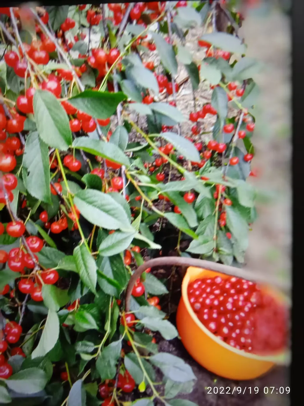  Вот такая вишня сорта "Склянка" растет на огороде Людмилы Сингаевской. 