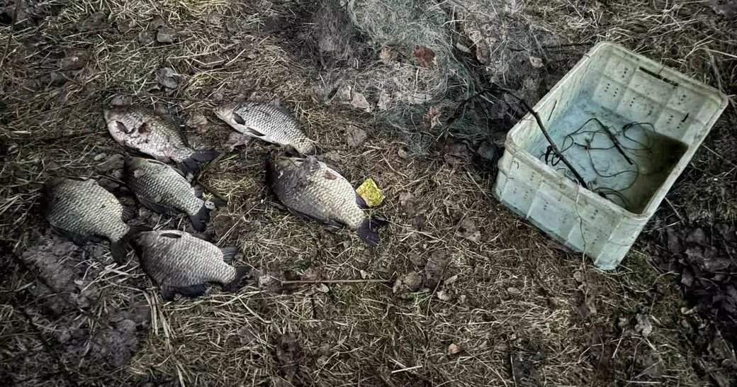  В сети было шесть рыб – пять карасей серебряных и один сазан. 