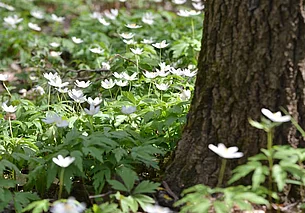 Дождей не ожидается и очень тепло – до +18°Ϲ: погода в Могилеве 2 апреля