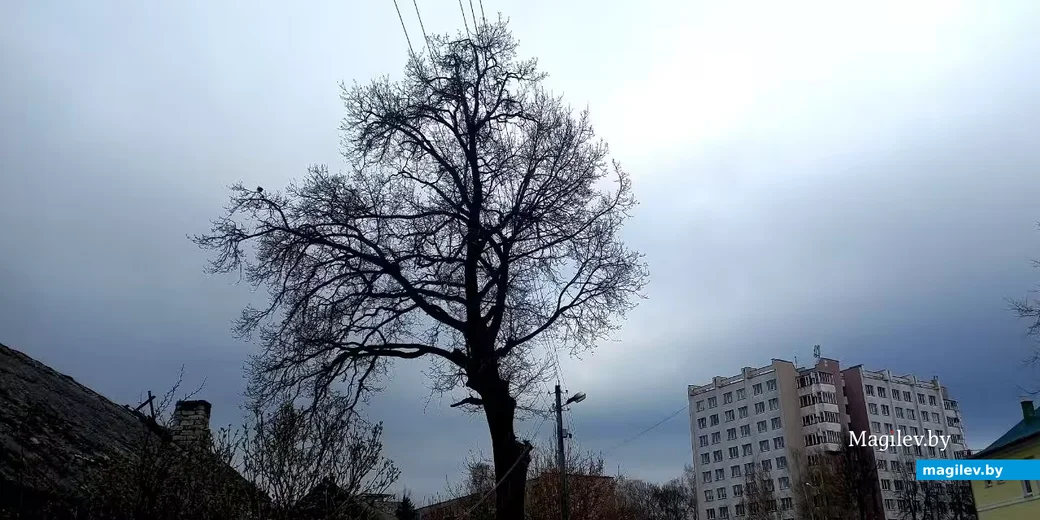  10.04.2026, Могилев. ул. Тимирязевская.