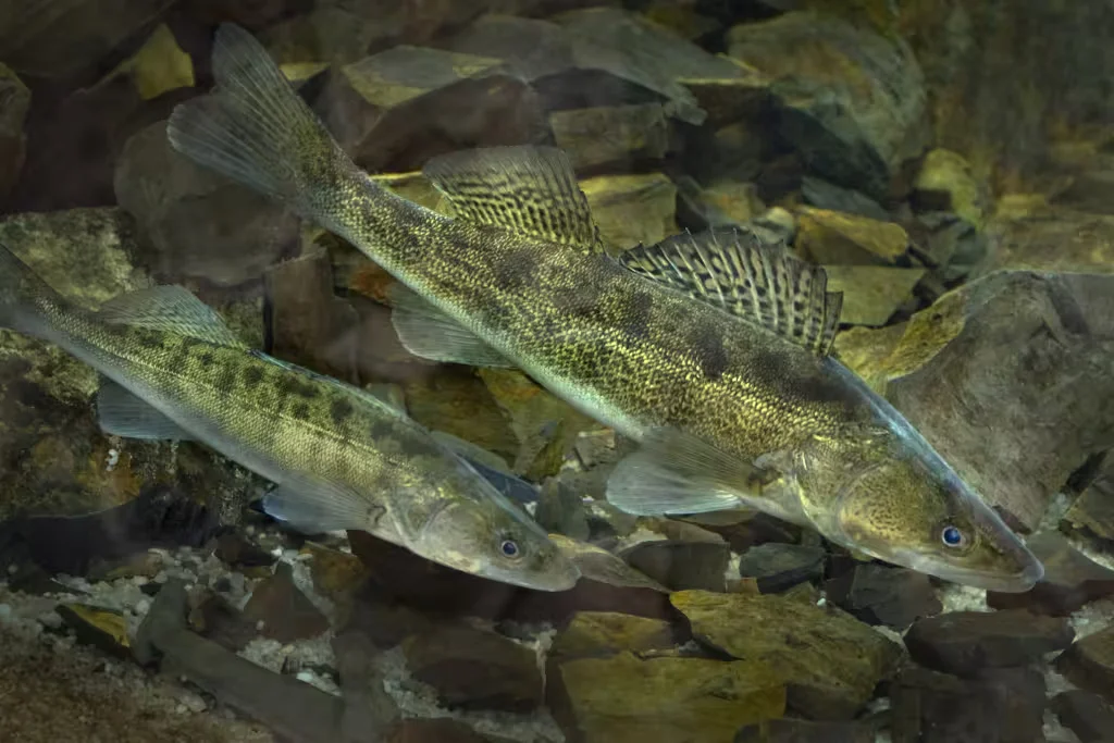 Судак. Фото:  gosinspekciya.gov.by