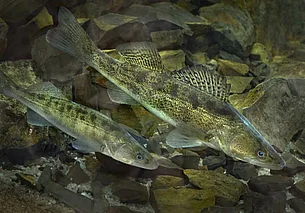 С 15 апреля ловить судака в Беларуси запрещено