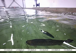 В Беларуси хотят расширить производство ценных пород рыб