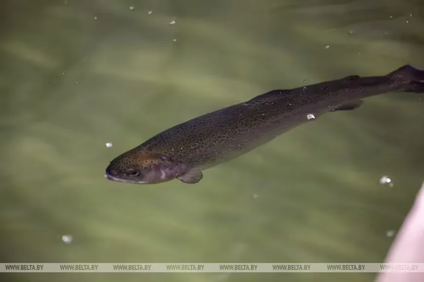 14.04.2026 г. Краснопольский район Могилевскойобласти. Фото: БЕЛТА