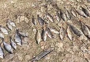 Более 5,5 тысяч за рыбалку: День смеха для жителя Бобруйского района выдался невеселым
