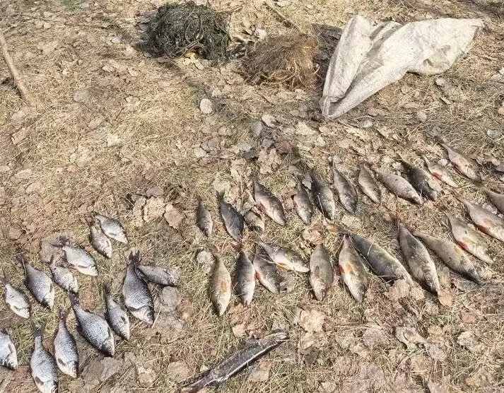 В сетях оказались 25 особей окуня, шесть густеры, семь плотвы и одна особь щуки обыкновенной.