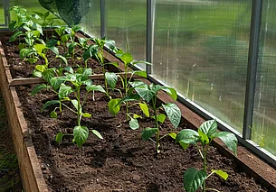 Чтобы рассада выросла сильной и здоровой: ТОП-6 проверенных подкормок