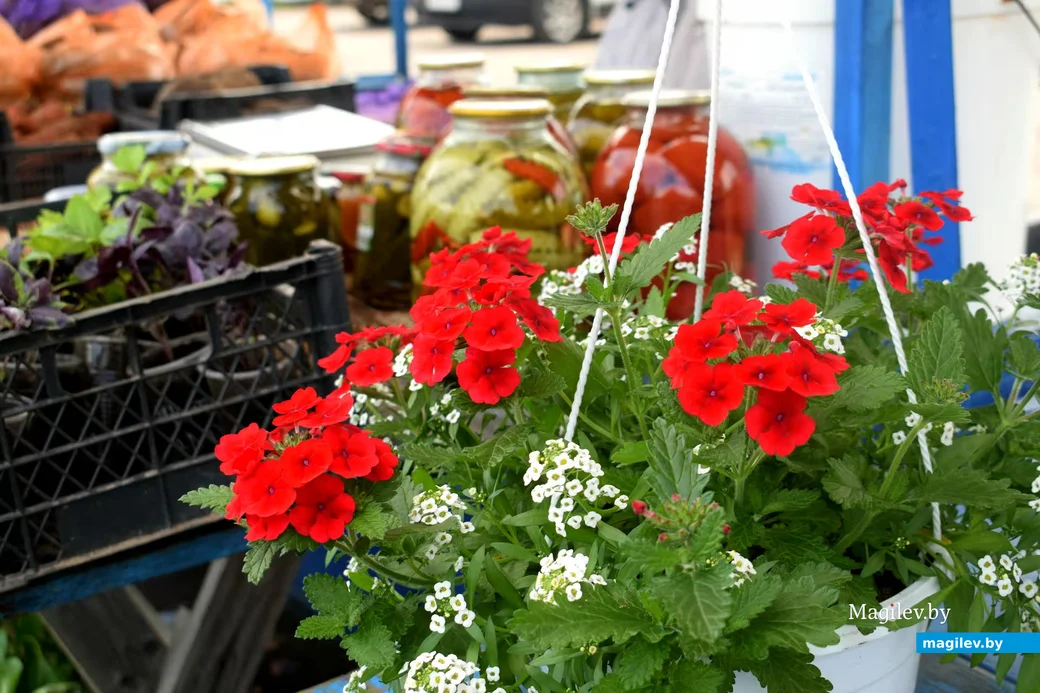 18.04.2026, Бобруйск, Западный рынок