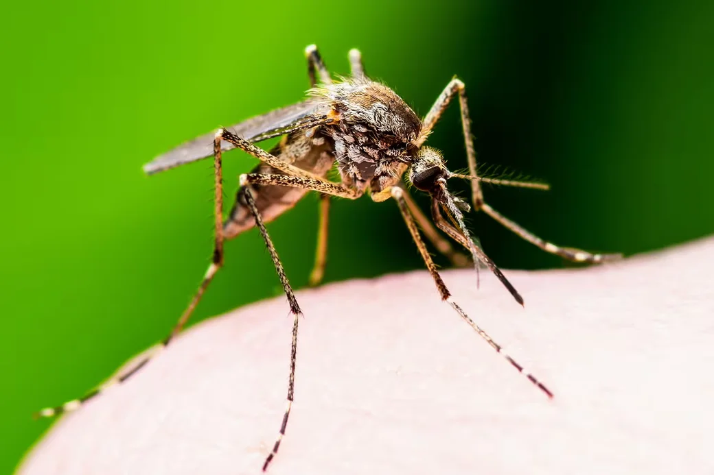  Потепление климата привело к появлению комаров в Исландии. Фото: Shutterstock.