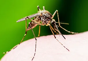 Исландия утратила статус единственной страны без комаров из-за глобального потепления