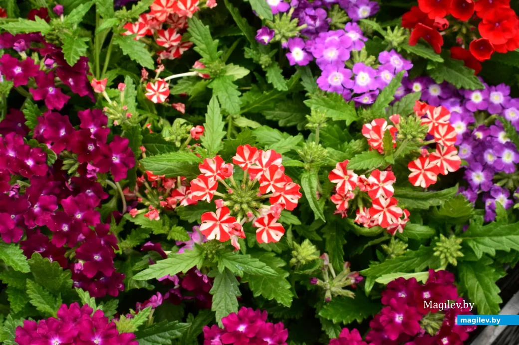 18.04.2026, Бобруйск, Западный рынок 