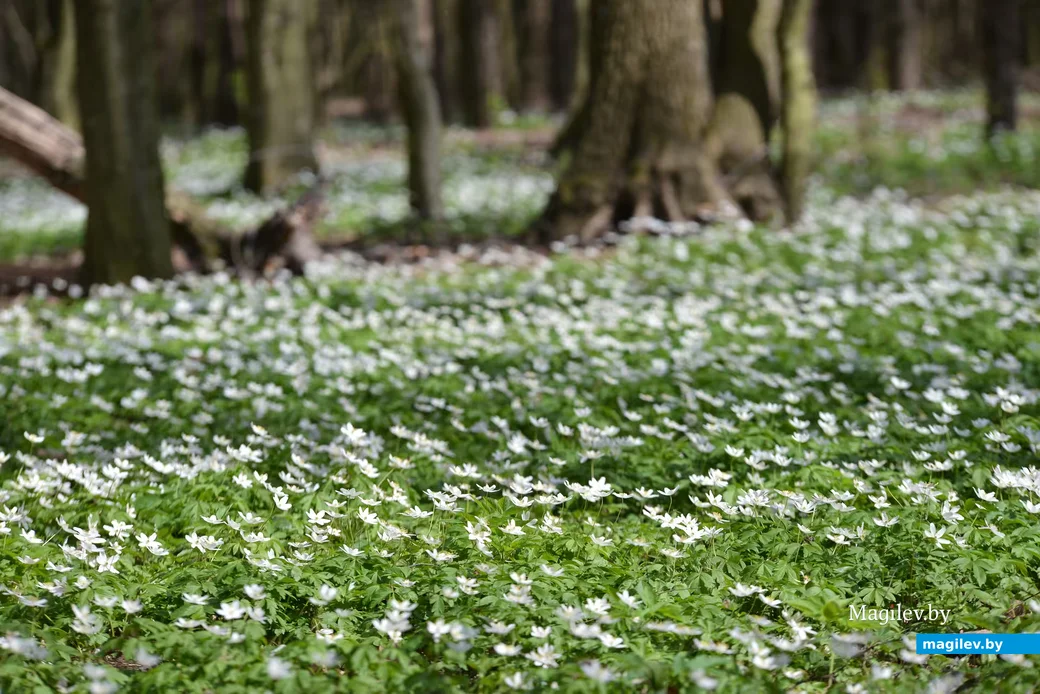 Белое дыхание весны. Ветреница дубравная. Фото: Александр Чугуев.